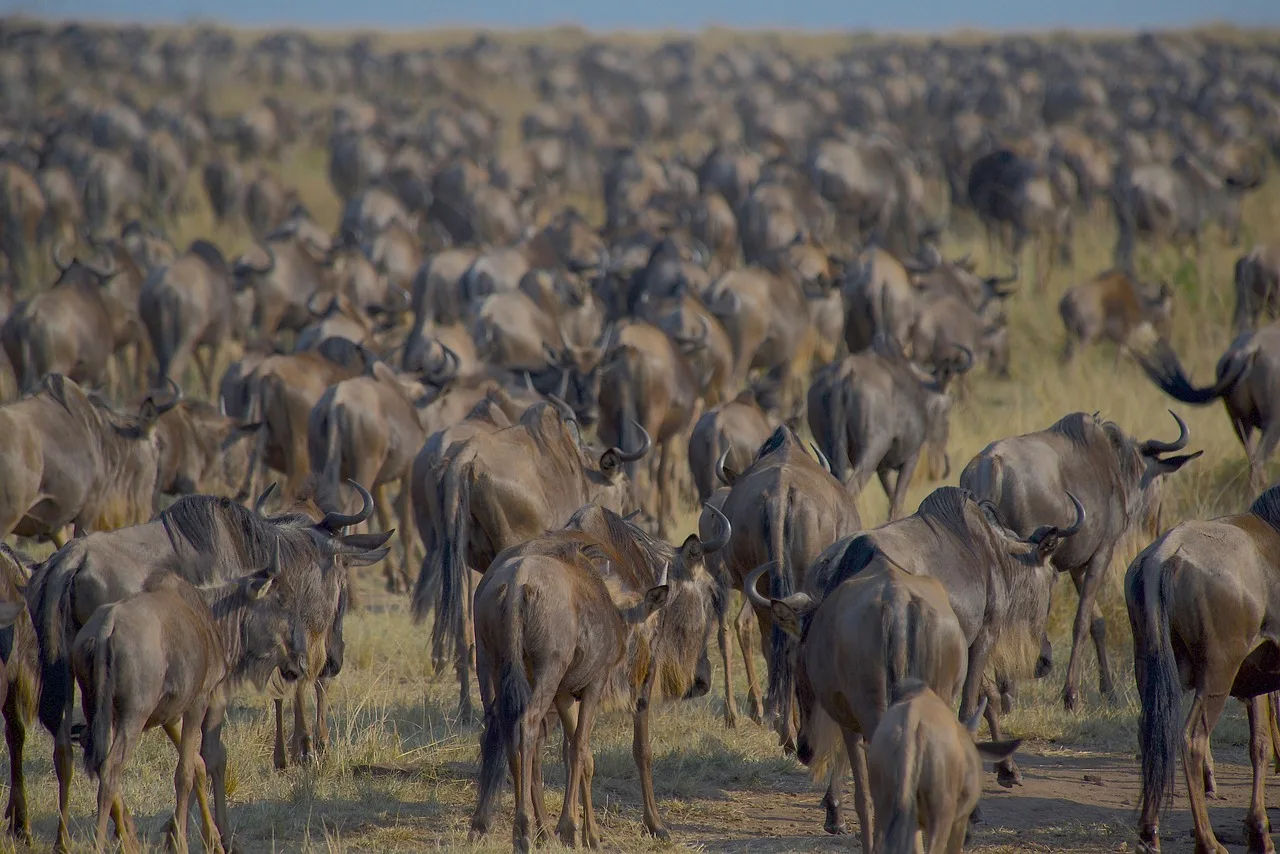 Maasai Mara