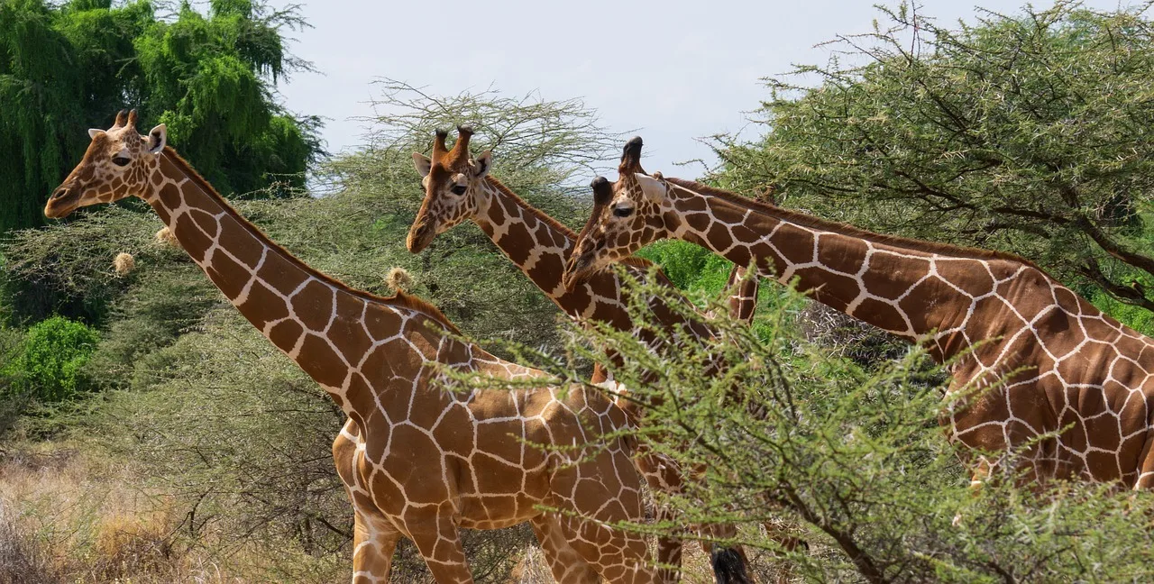 Samburu