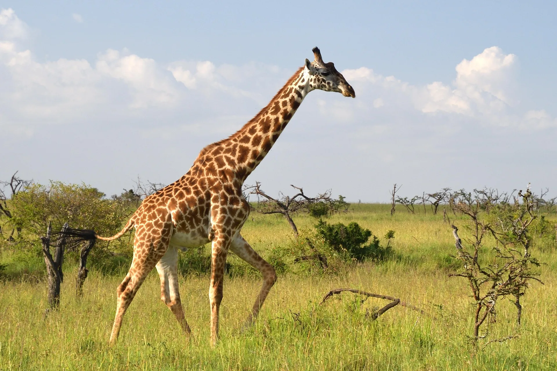 3 Days Amboseli Private Elephant Safari