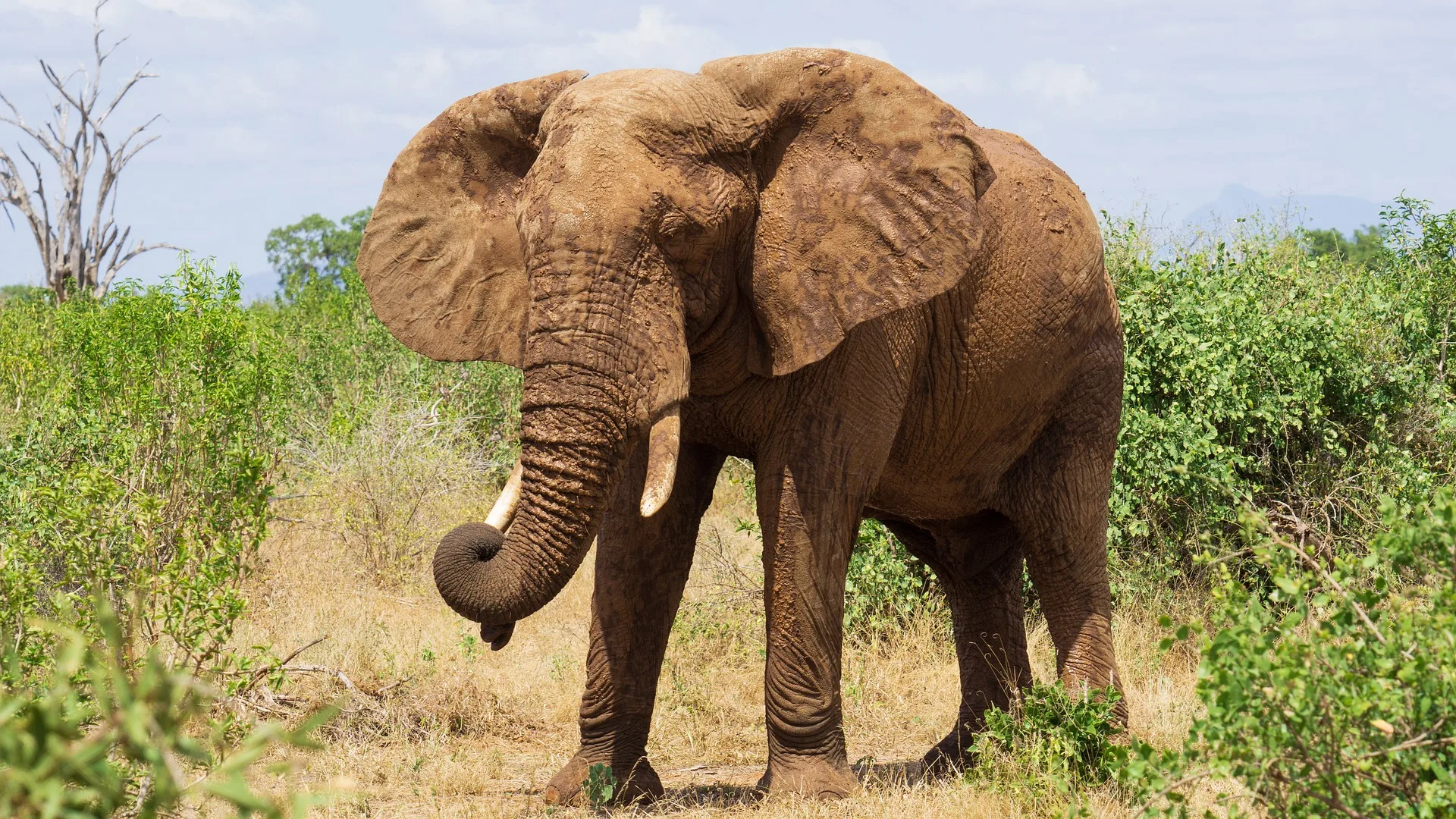 3 Days Tsavo East and Tsavo West Private Safari