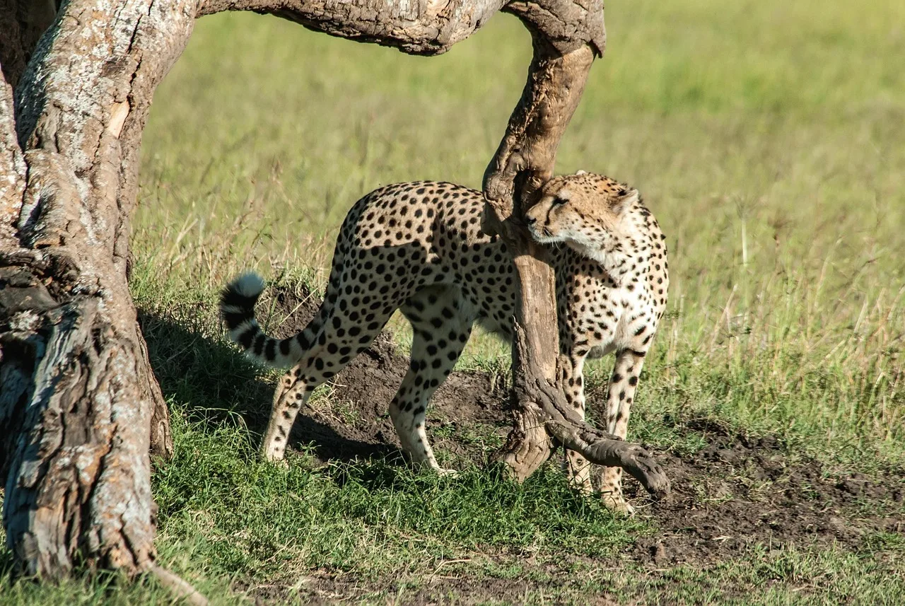 3 Days Maasai Mara Group-Joining Safari