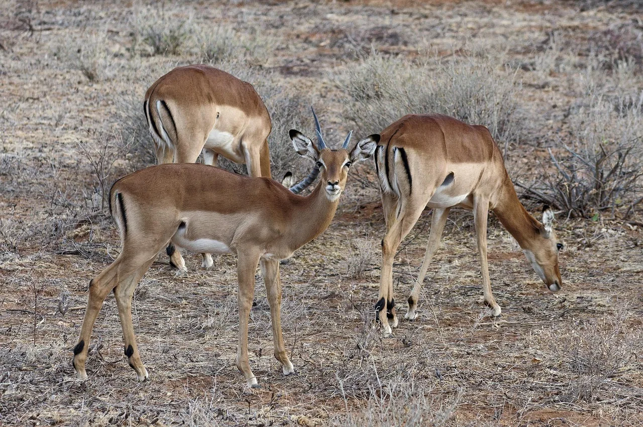 5 Days Samburu and Laikipia Wildlife Safari