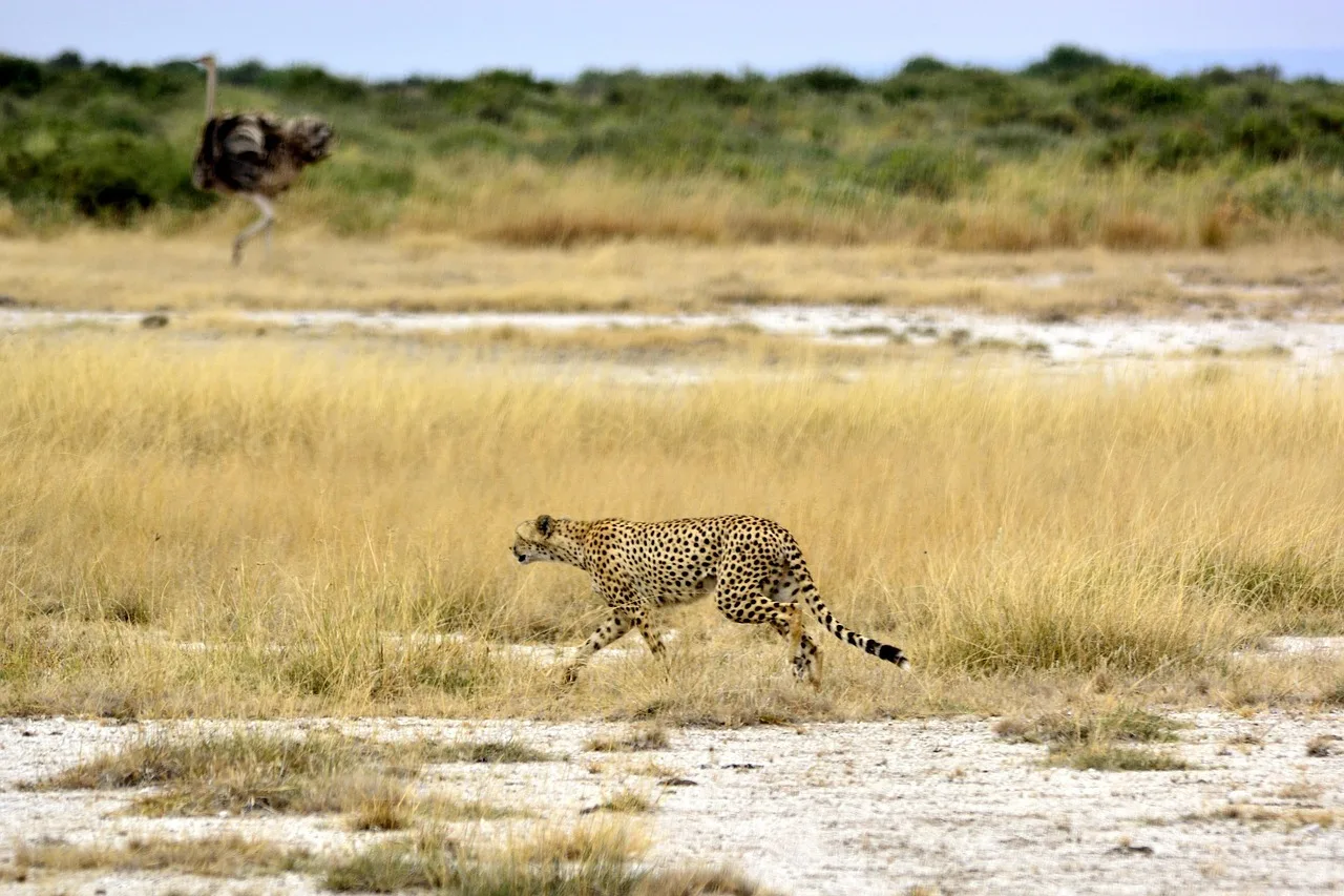 10 Days Kenya Luxury Honeymoon Safari