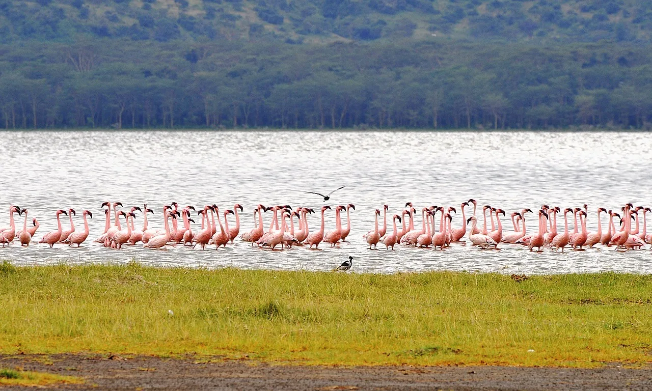 4 Days Lake Nakuru & Maasai Mara Big Five Safari