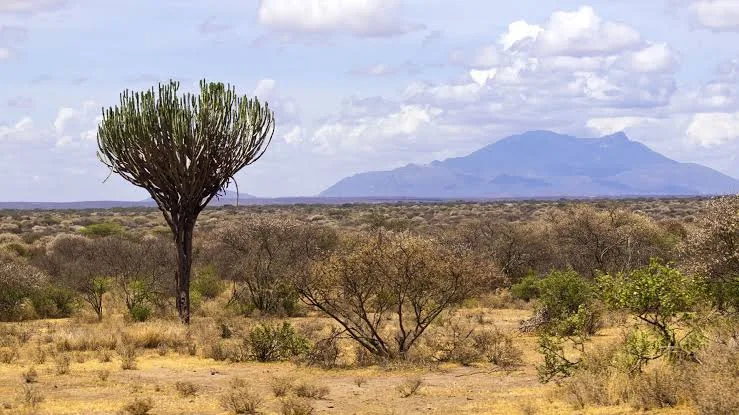 Meru National Park