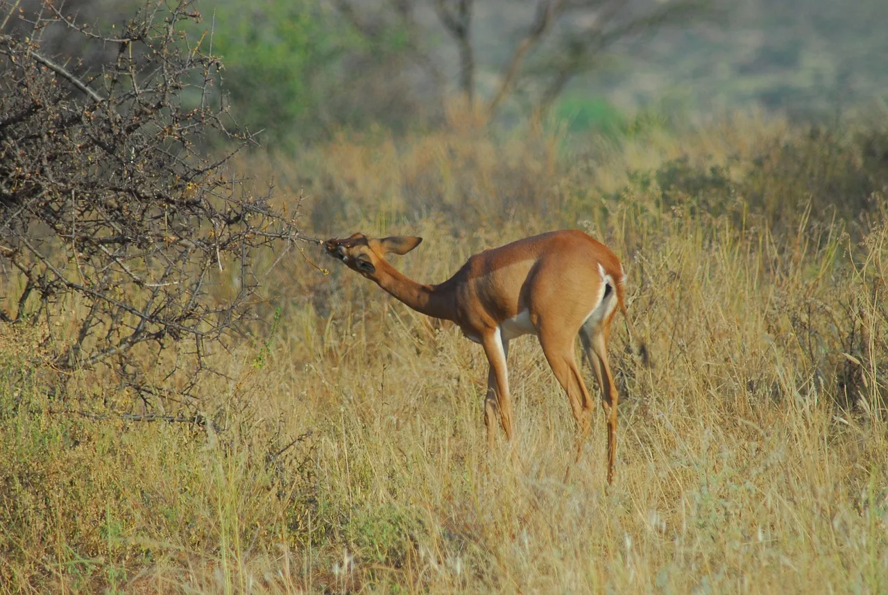 6 Days Samburu, Ol Pejeta, Aberdare & Elementaita Safari